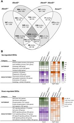 Peroxisomal defects in microglial cells induce a disease-associated microglial signature